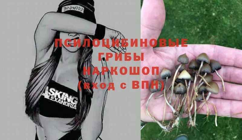 Псилоцибиновые грибы Magic Shrooms  Волгореченск 